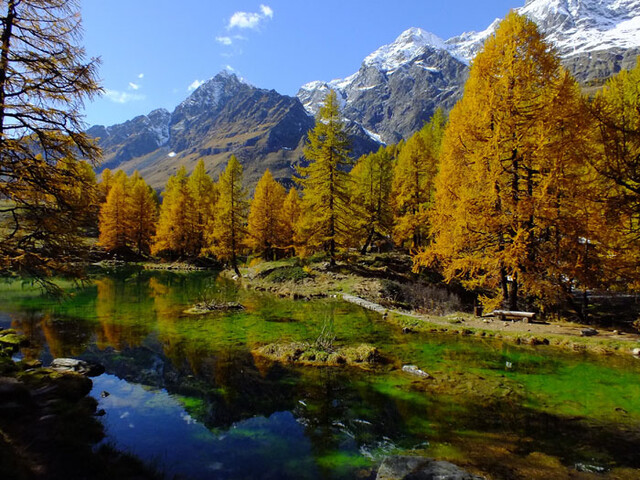 Wie definiert man die herbstliche Blatt–/Nadelverfärbung? Wie definiert man die herbstliche Blatt–/Nadelverfärbung?