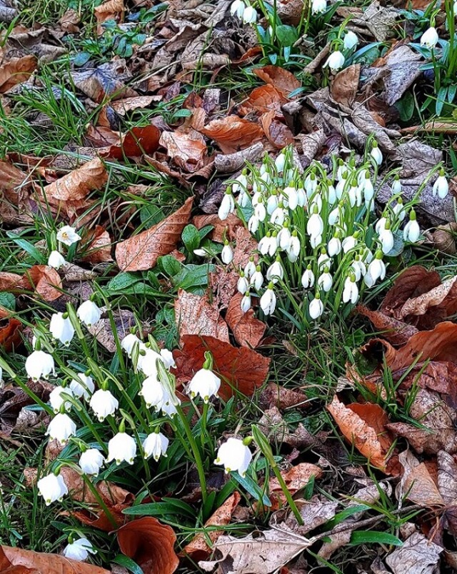 Weiße Glöckchen im Frühling Weiße Glöckchen im Frühling